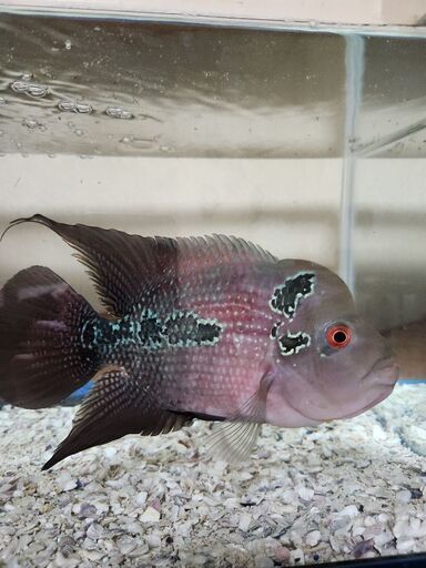 熱帯魚