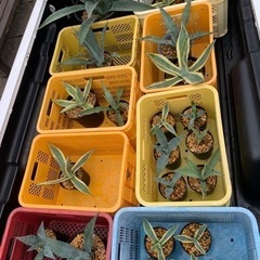 骨董　江戸中期　懐中仏　銅　達磨　在銘　5cm　延亨 骨董江戸中期懐中仏銅達磨在銘5cm延亨