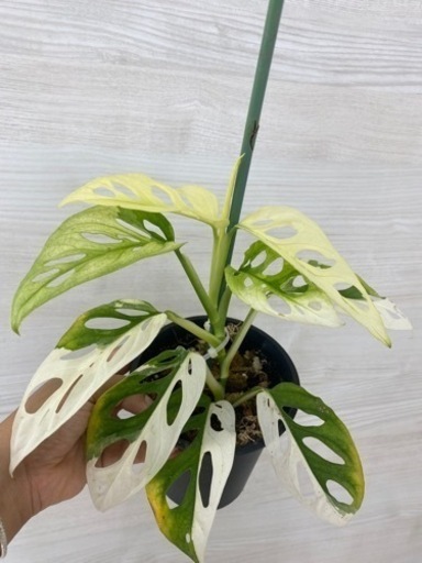 マドカズラ 斑入り植物