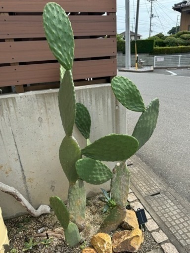 ウチワサボテン オプンチア バーバンク 美形 ドライガーデン 爬虫類
