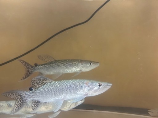 熱帯魚