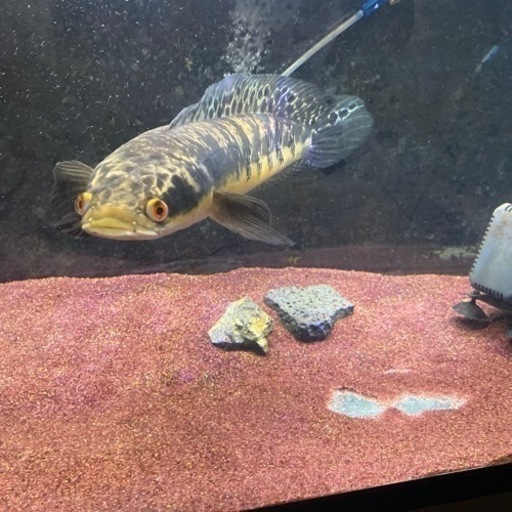 チャンナマルリオイデス　熱帯魚