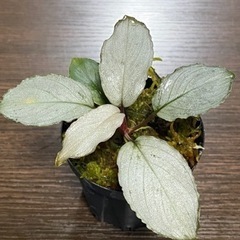 ホマロメナ スマトラ島 ラハト地域採取（輸入株）