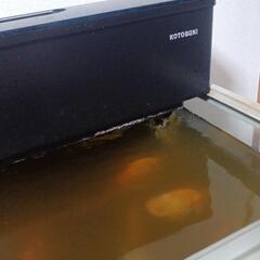 最終お値下げ💴⤵️コトブキ　120センチ水槽用　上部フィルター