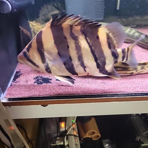 ダトニオプラスワン25cm±