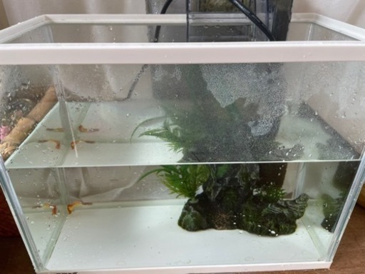 水槽　グッピー