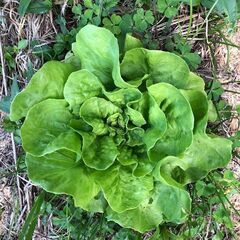 🥕お野菜の収穫体験🥕最寄り駅：学研北生駒 or 白庭台