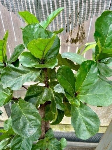 カシワバゴム 朴物大鉢 カシワバゴムノキ 朴タイプ | HITOTOKI by