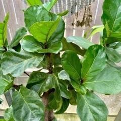 カシワバゴム 朴物大鉢