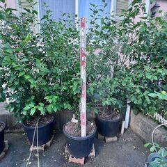 プルーンの植木３本