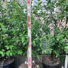 プルーンの植木３本