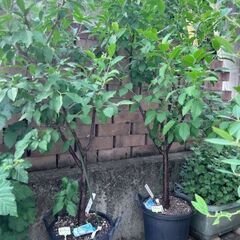 プルーンの植木３本