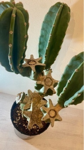柱サボテン　観葉植物　家具 インテリア雑貨/小物 置物、オブジェ