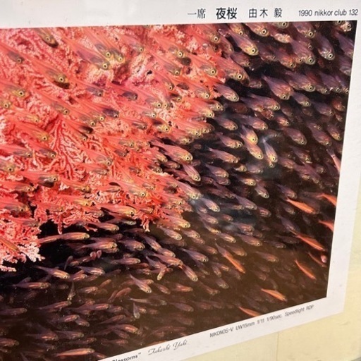 由木毅 作 夜桜