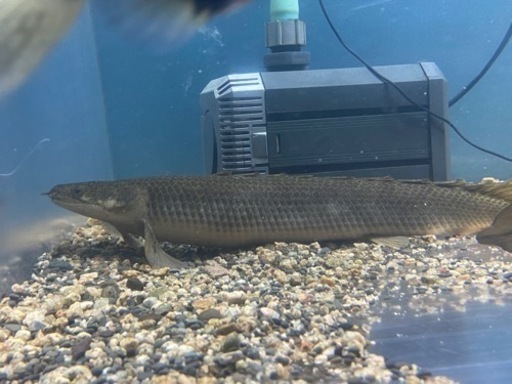 ポリプテルス　セネガルス　トゥルカナ産