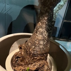 実生パキラ【花咲きます】