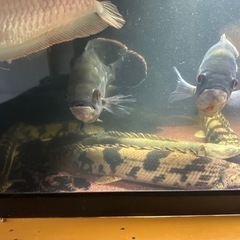 オスカー無料にします。