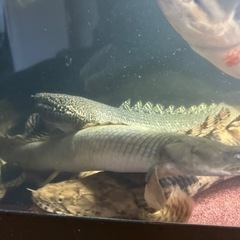 オスカー無料にします。