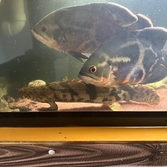 オスカー無料にします。