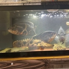 オスカー無料にします。