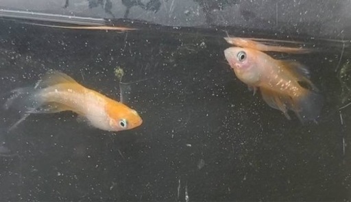 (決まりました！)メダカハイビスカス