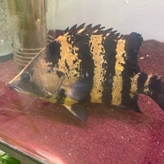 ダトニオプラスワン 30cmオーバー 引き取り限定