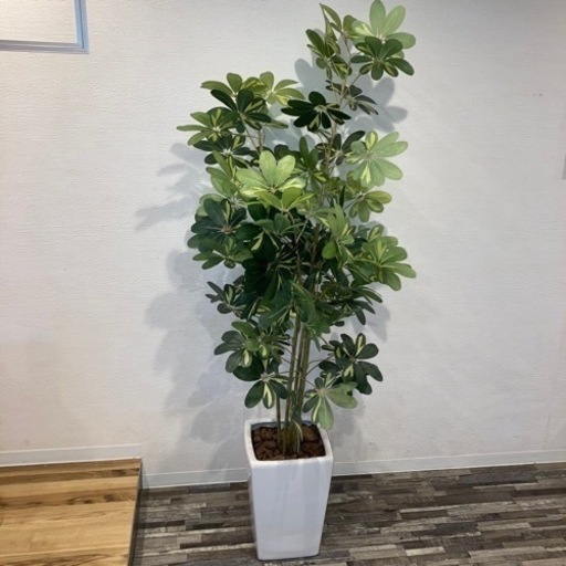 観葉植物