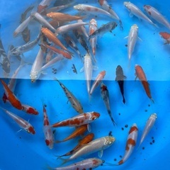 山口県の稚魚の中古が安い！激安で譲ります・無料であげます｜ジモティー 