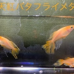 東天紅バタフライメダカ　めだか　稚魚(１センチ未満) １０匹５００円