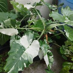 アロカシアオドラバリエガータ特大株