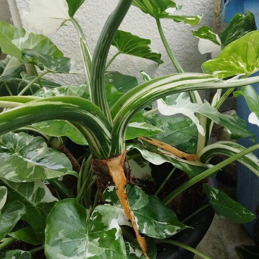 アロカシアオドラバリエガータ特大株 - ガーデニング 