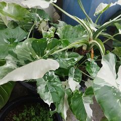 アロカシアオドラバリエガータ特大株