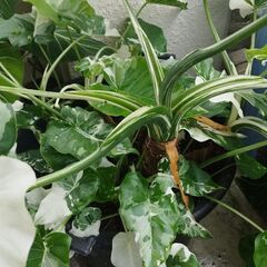 アロカシアオドラバリエガータ特大株