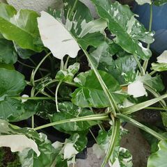 アロカシアオドラバリエガータ特大株