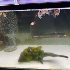 水槽セット　ローズテールオランダ稚魚 無料スポットライト4個付き