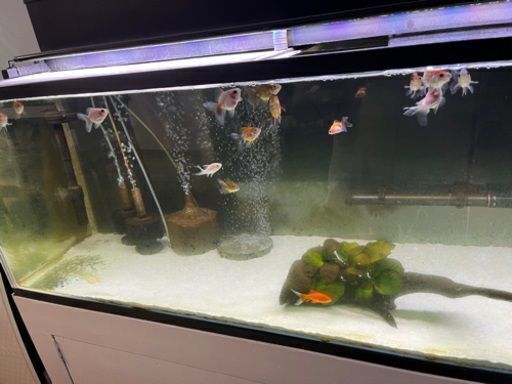 水槽セット　ローズテールオランダ稚魚 無料スポットライト4個付き