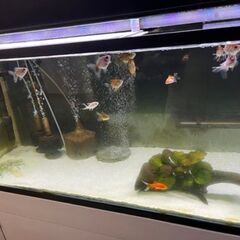 水槽セット ローズテールオランダ稚魚 無料スポットライト4個付き