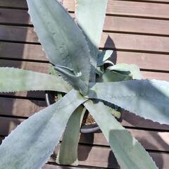 アガベ·アメリカーナ大株・子株付