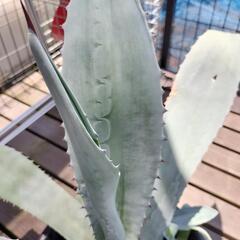 アガベ·アメリカーナ大株・子株付