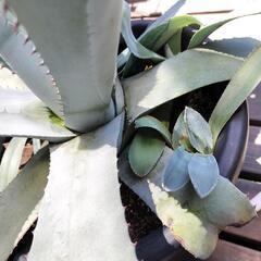アガベ·アメリカーナ大株・子株付