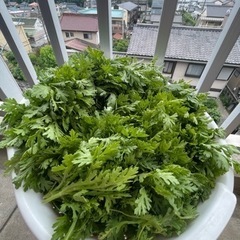 春菊　1.5kg