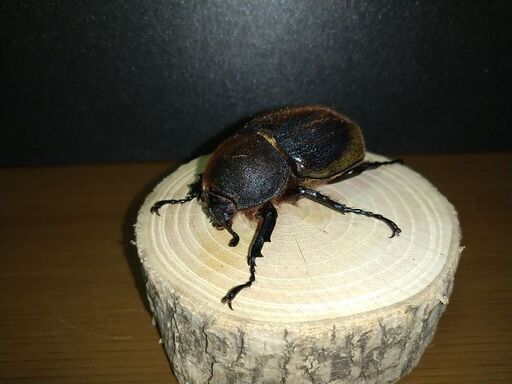 DHヘラクレス ♀ １匹  久留米 オオクワガタ ４ペア