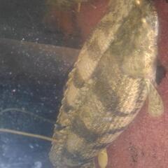 【大型魚、熱帯魚】超極太エンドリケリー 大型魚、熱帯魚】超極太エンドリケリー