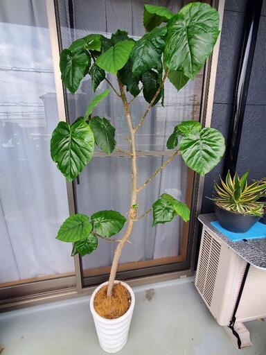 観葉植物フィカス ウンベラータ