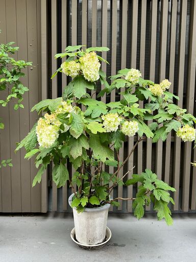 観葉植物　その２（全３）