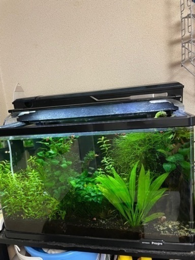 水槽熱帯魚アクアリウム