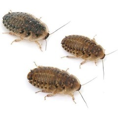 デュビア デュビア 家具の中古が安い！激安で譲ります・無料であげます  