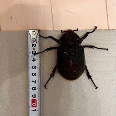 大きくて美形‼︎ヘラクレスオオカブトペア