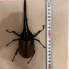 大きくて美形‼︎ヘラクレスオオカブトペア
