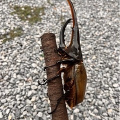 大きくて美形‼︎ヘラクレスオオカブトペア